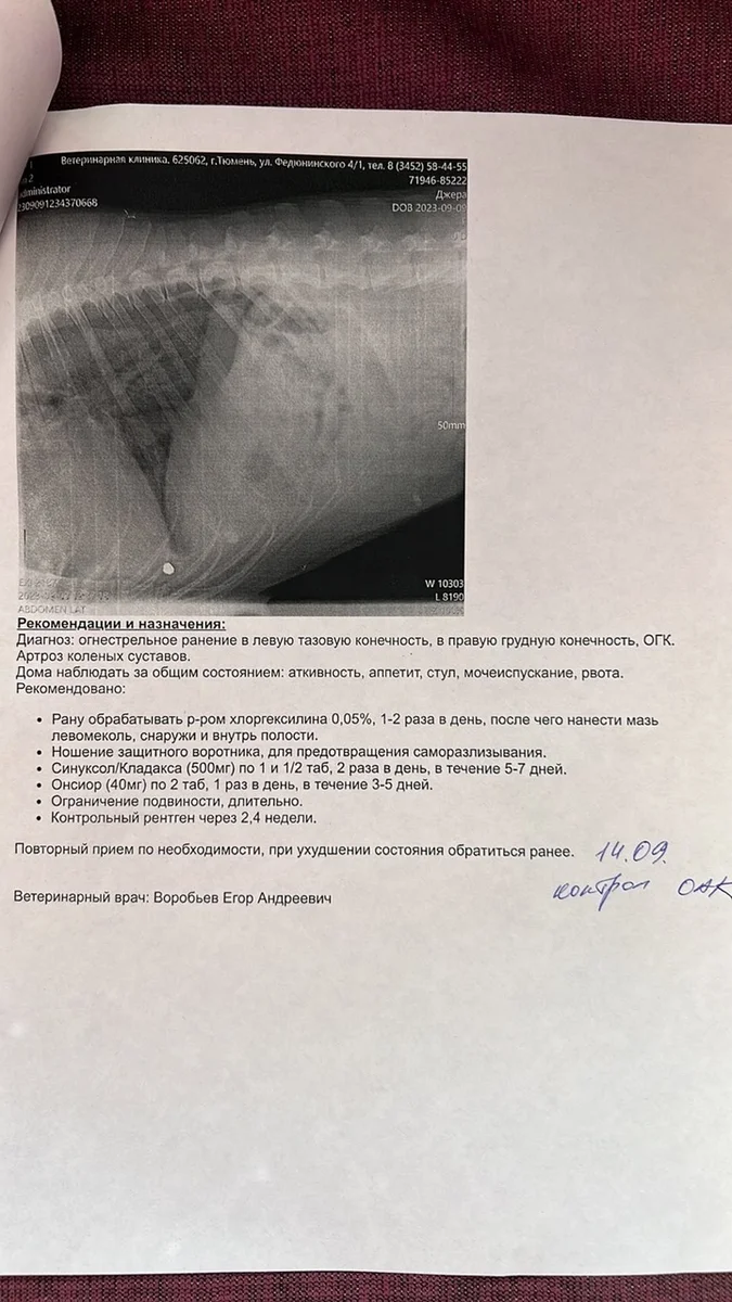 Под Тюменью неизвестный застрелил щенка алабая и ранил его мать МегаТюмень