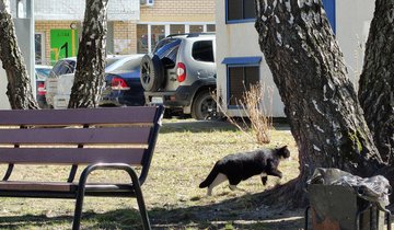 Чёрно-белая кошка бежит по траве у дома.