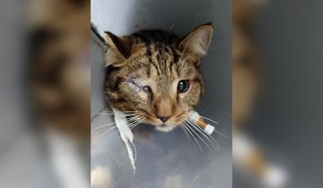 8zKBKfO5IIp6vu8l3kDmEwEYmPUunpHr4eMLVvTQHhuWyOsPEhNL1fhM68GrMBDvq5Do5gEkRzar6Ycy6tVJSsus