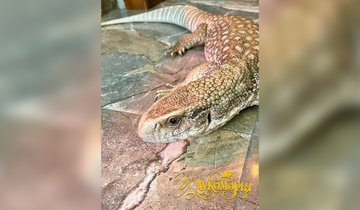 BOTmPI2AaHlXIBt-Bft2NwvV5vQEwVcqv6RCUyhMX9aWH_wCK5TKe3EppupwZVfgh5zg94uoWESu3dDE-d7ebjrx