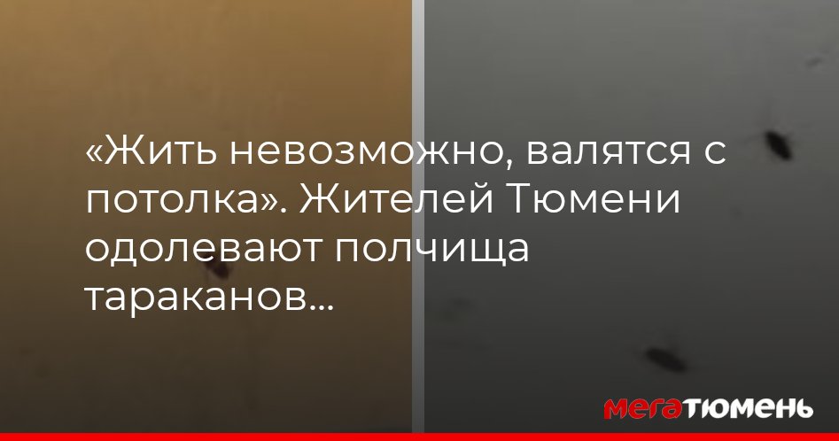 Как избавиться от тараканов в квартире и чем их потравить МегаТюмень