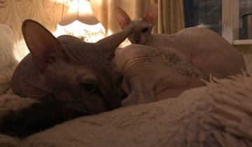Кот