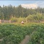 Огород