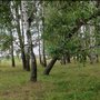 Лес