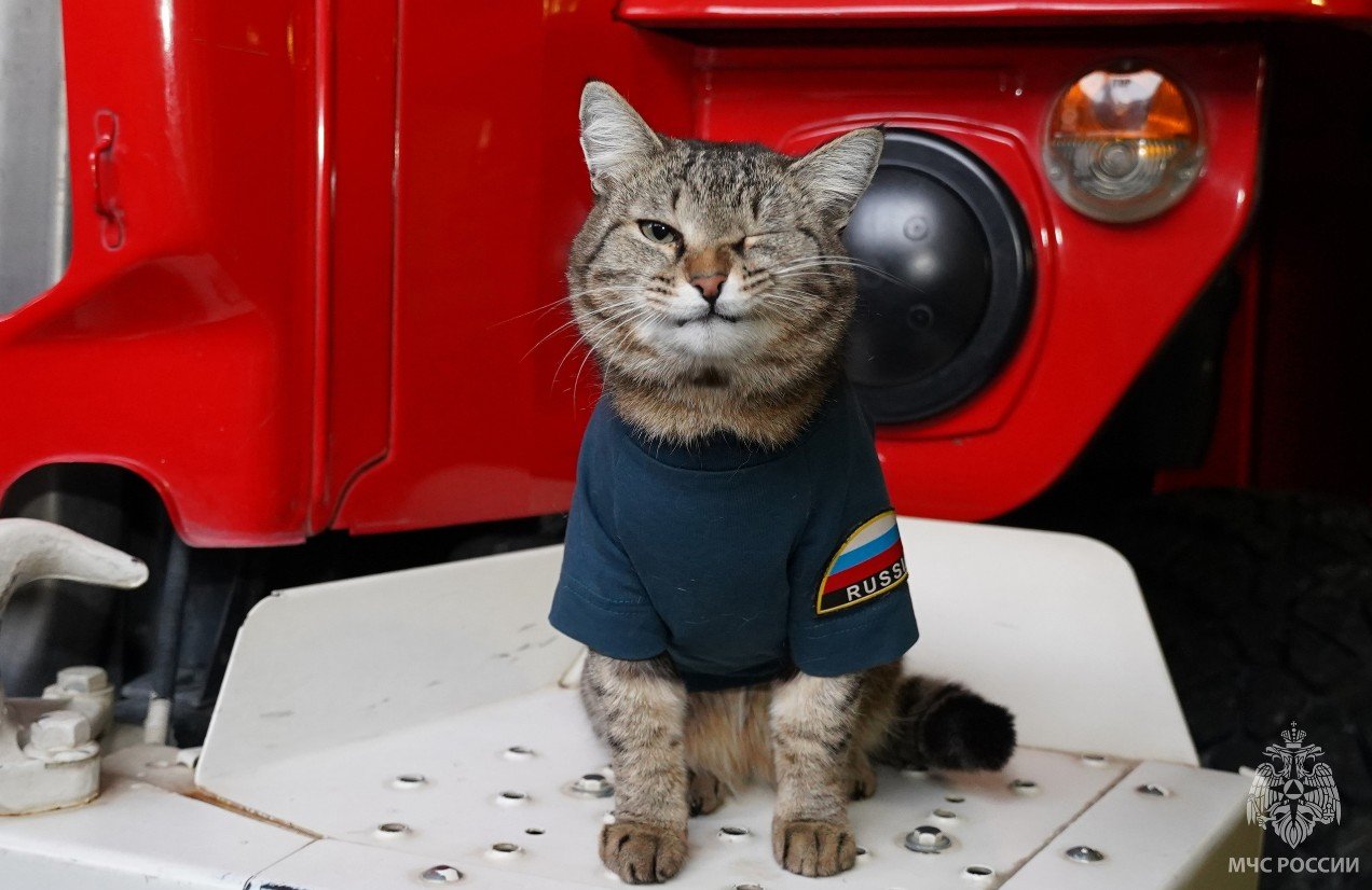 После смерти тюменского кота-пожарного на службу в МЧС поступили более 100  котов МегаТюмень