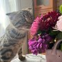 кот цветы Хлызова