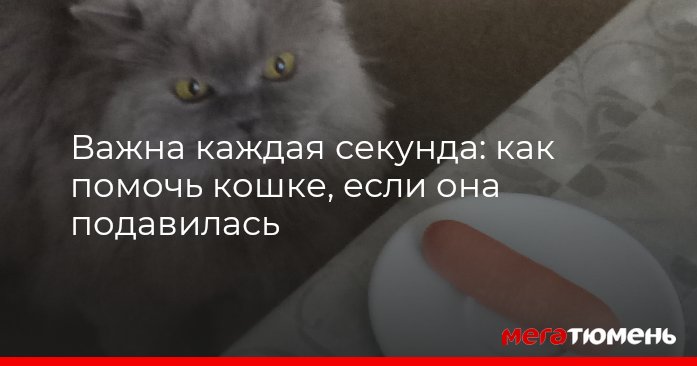 Кошка подавилась что делать