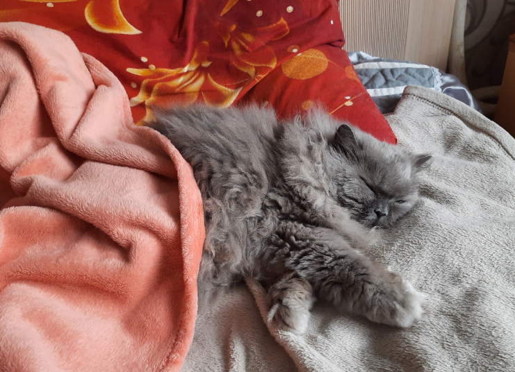 Тюменский ветеринар Зуева рассказала, почему кошки любят топтать лапами  хозяев МегаТюмень