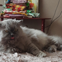 кошка язык