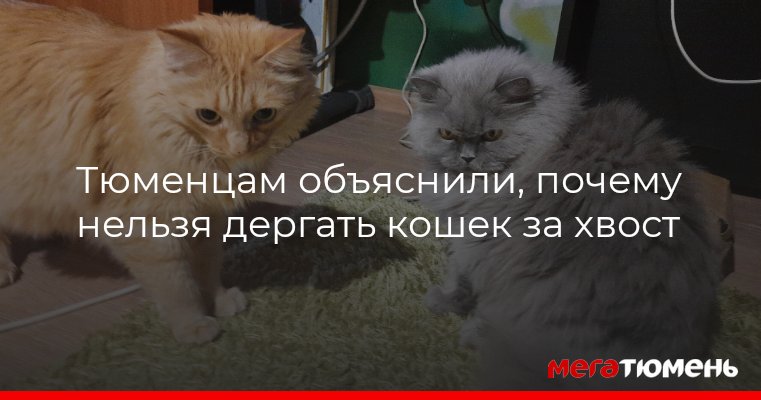 Почему нельзя дергать котов и кошек за хвост