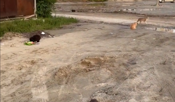 изображение_2025-08-01_145016275