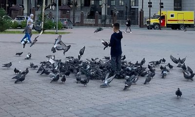 мальчик и голуби 1