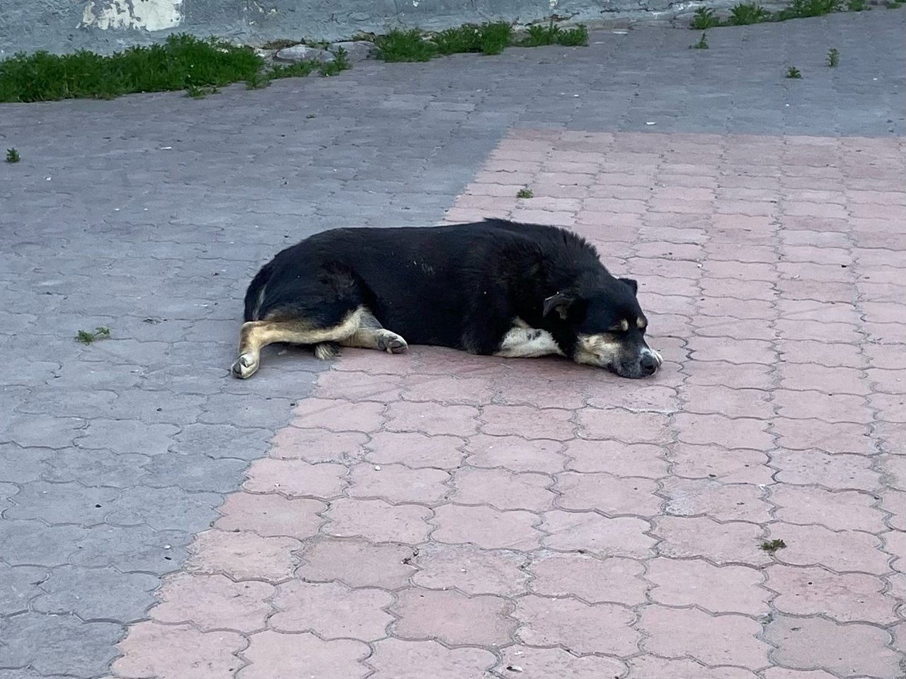 В Югре в заброшенном доме с заляпанным кровью полом нашли измученную собаку  МегаТюмень