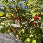Ветка смородины с красными ягодами у забора.