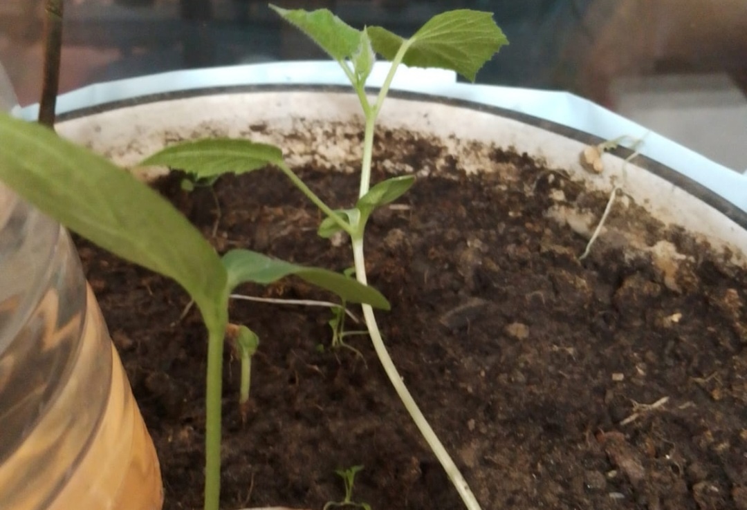 Как вырастить крепкую рассаду: советы эксперта